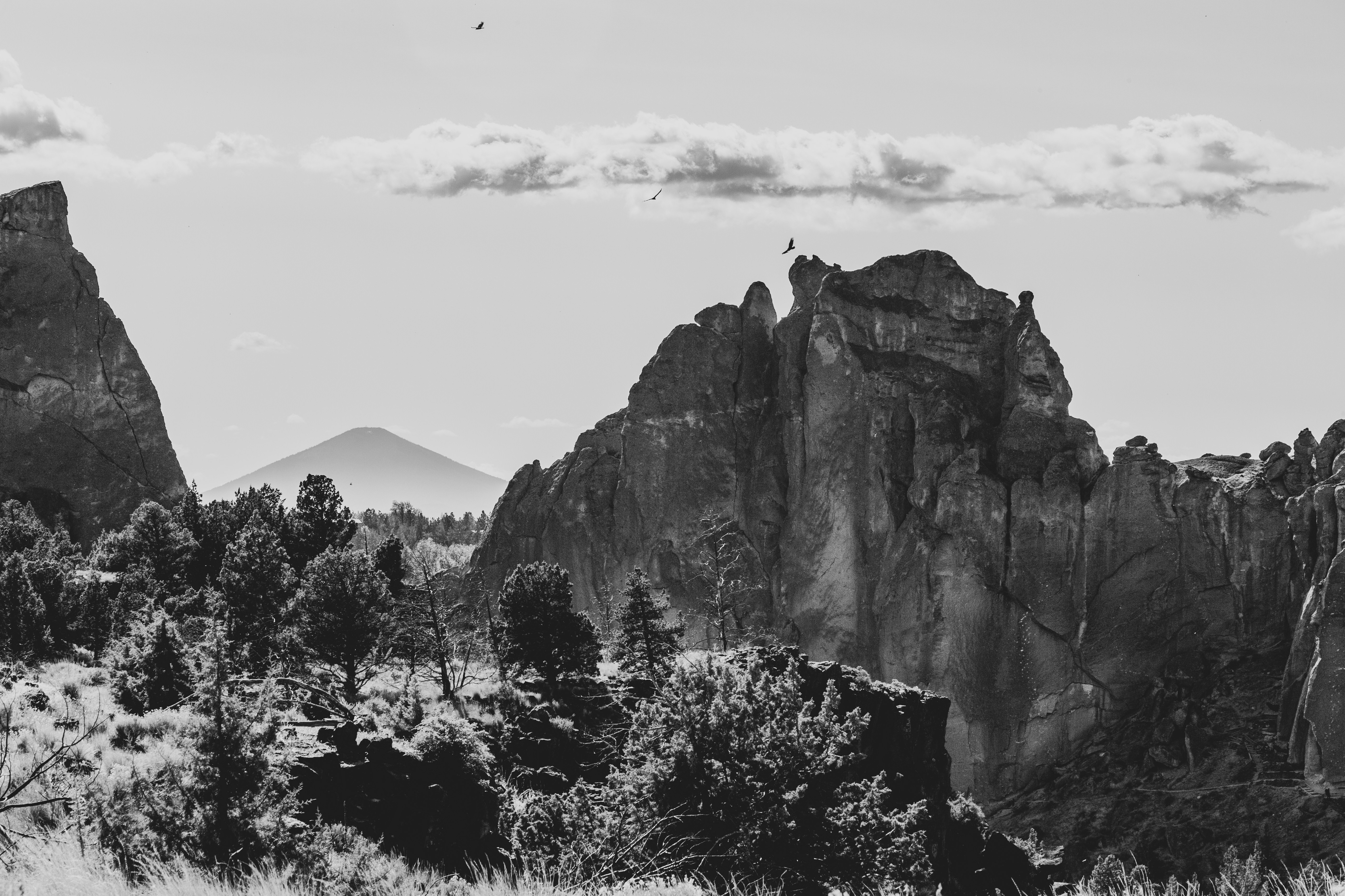 grayscale photo of trees and mountains